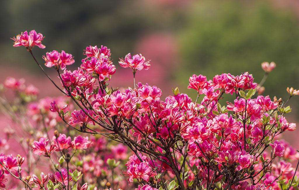 常見植物之杜鵑 