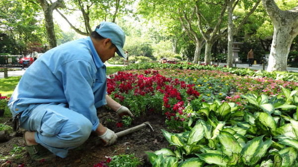 旅游景區(qū)反季節(jié)植物的種植措施